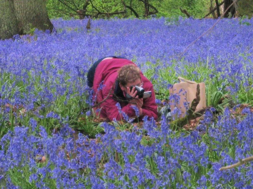 Bluebells little gaddesden (7a)